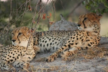 Resting Cheetahs, Kwara Camp
