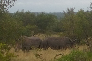 White Rhinos