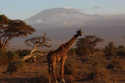 Amboseli Giraffe