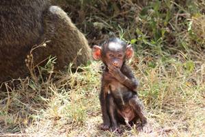 Baby Baboon