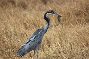 Heron With Dinner