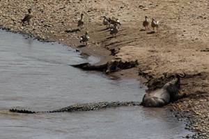 Wildebeest: He's Down
