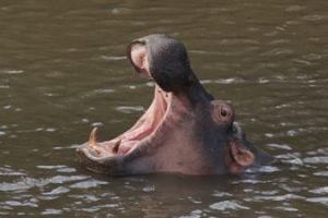Maasai Hippo Yawn