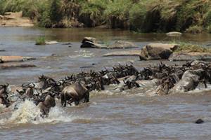 Wildebeest Crossing