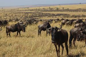 Wildebeest Herd