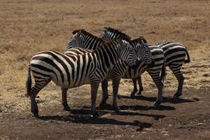Zebra 6699